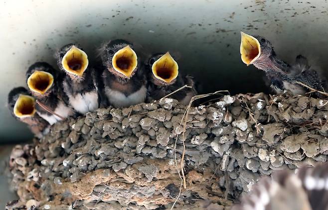 지난 1일 충남 논산시 양촌면의 한 미용실 입구에 둥지를 튼 제비 새끼들이 먹이를 물어온 어미의 모습이 보이자 입을 활짝 벌리고 있다. /신현종 기자