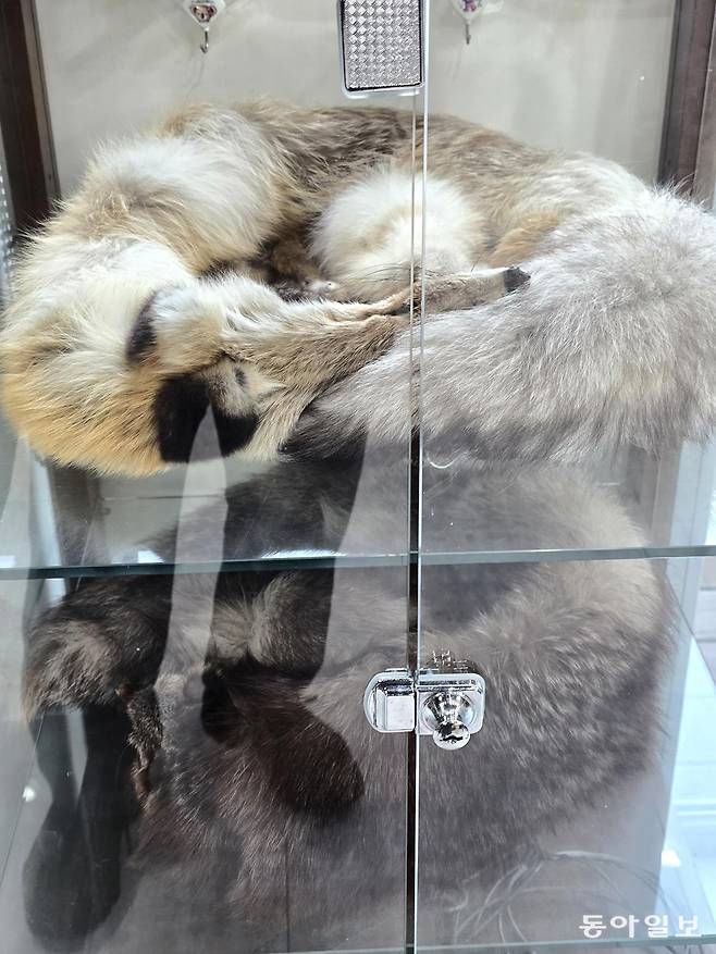 소백산 여우생태관찰원에 전시돼 있는 여우목도리