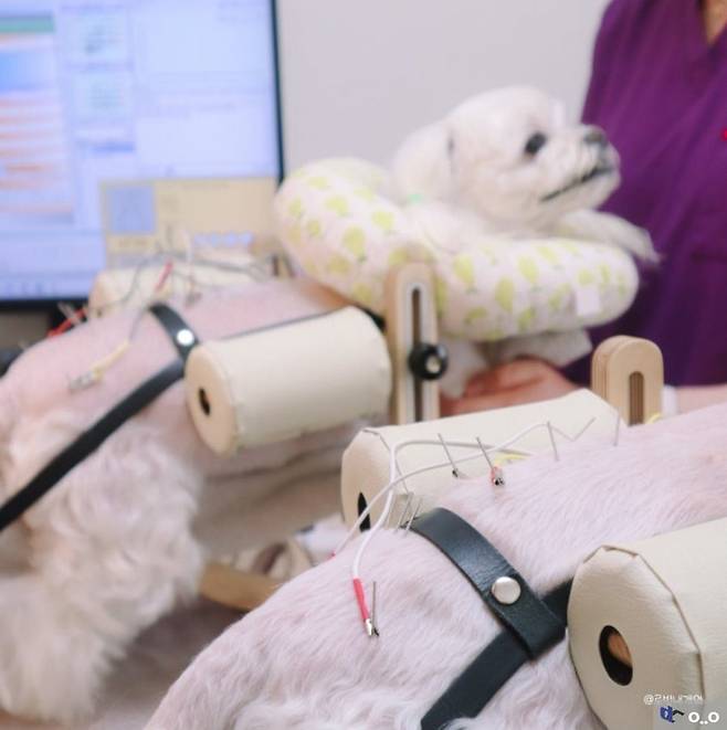 1000013588.jpg 강아지 한방 침 치료