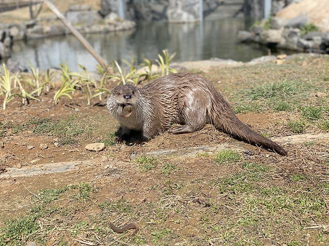 수달[국립생태원 제공]