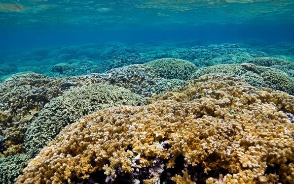 연구를 위한 실험은 하와이산 돌산호(stoney coral)인 몬티포라 카피타타(Montipora capitata)를 대상으로 수행됐다. 스냅-X가 다른 지역의 산호에도 적용 가능하다는 것을 보여주기 위해서는 더 많은 실험이 필요하다. 출처=크리스 월