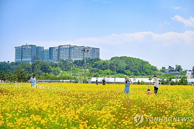 속초해수욕장 일원에 만개한 금계국 [연합뉴스 자료사진]