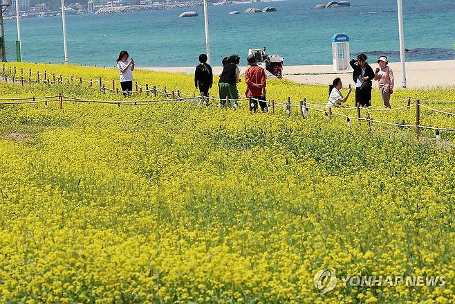 강릉 사근진 유채꽃밭 [연합뉴스 자료사진]