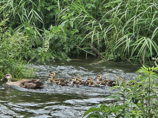 ‘초여름 더위’ 서울 30도…제주·강원 비[내일날씨]= 일요일인 내일(8일) 날씨는 전국이 구름 많겠으나 제주도는 흐리고 비가 내리겠다. 이날 서울 낮 기온이 30도, 청주 31도 등 내륙을 중심으로 최고 체감온도가 31도 이상으로 올라 덥겠다. 오늘날씨, 내일날씨, 주간날씨 예보 ⓒbnt뉴스