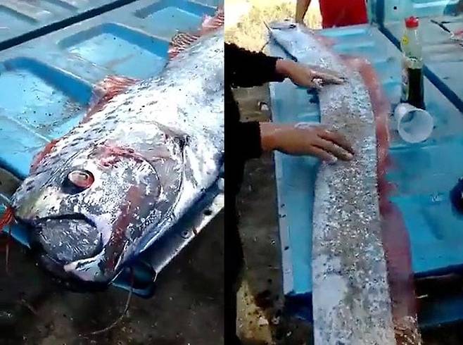 2022년 멕시코에서 발견됐던 4m 길이의 초대형 산갈치. /X(옛 트위터)