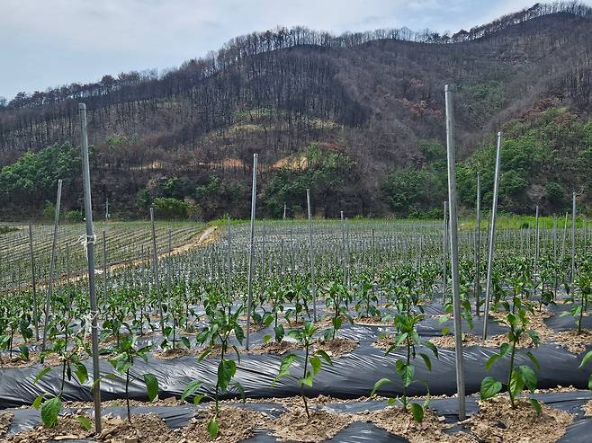 지난달 23일 경북 의성군 단촌면 구계리 일대 고추밭. 뒤편 산은 산불로 검게 그을렸다. /김민정 기자
