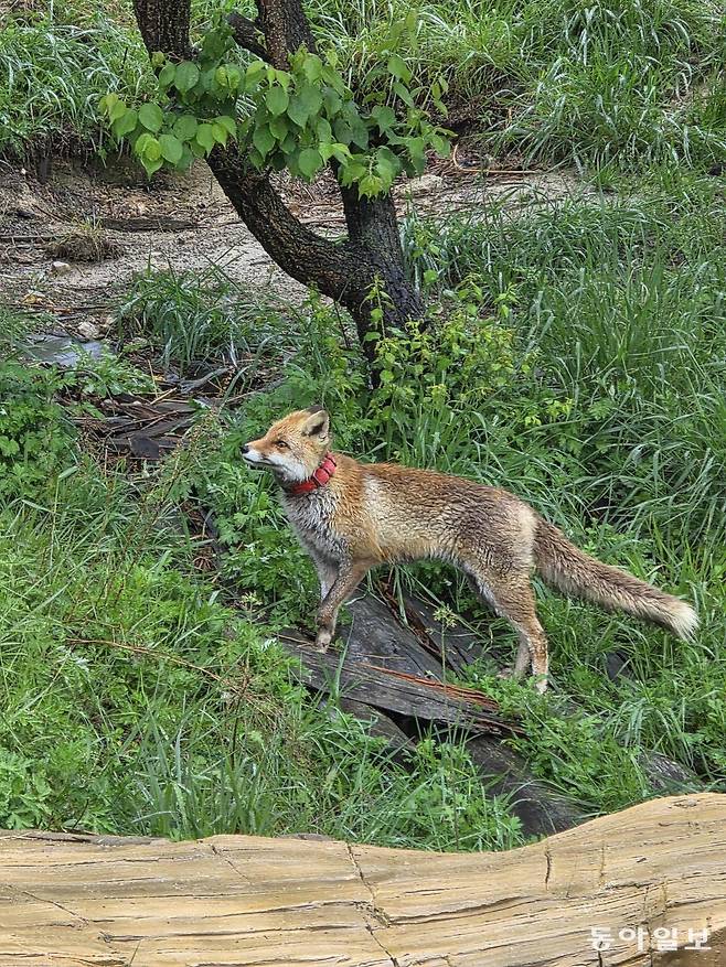 영주 소백산 여우생태관찰원에서 보호 중인, 덫에 다리가 잘린 여우.