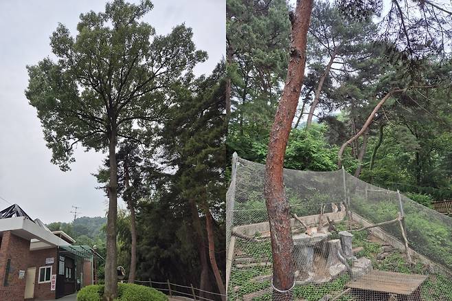 정문 매표소앞 상수리나무와 스라소니사 소나무숲. 청주동물원 김정호 제공