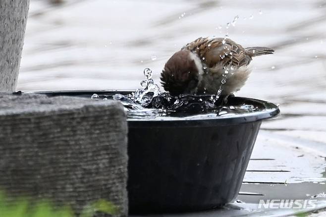 [광주=뉴시스] 이영주 기자 = 광주지역 낮 최고기온이 33도까지 오른 14일 오후 광주 서구 5·18기념공원 음수대에서 한 참새가 세수하며 더위를 쫓아내고 있다. 2024.06.14. leeyj2578@newsis.com