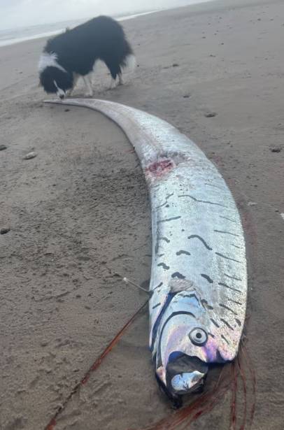 호주에서 발견된 산갈치 [출처=영국 가디언지]