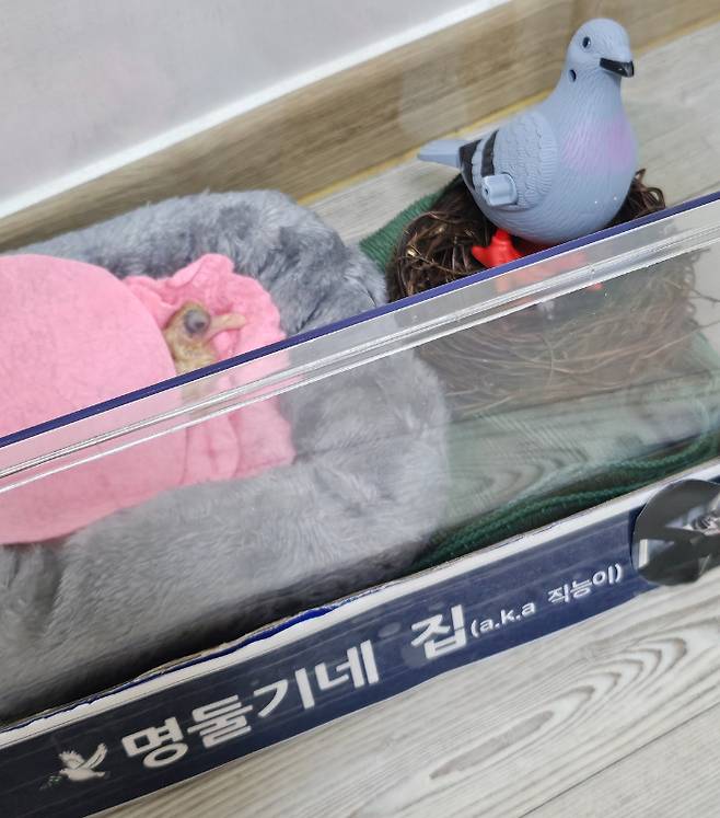 새로운 집으로 입주한 명둘기의 모습. 더불어민주당 김윤 의원실 김경혜 비서관 제공