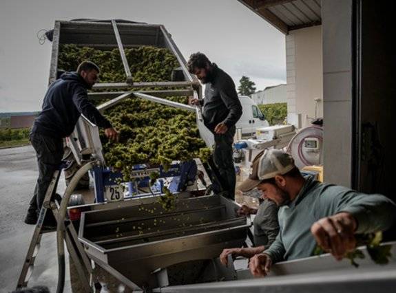 프랑스 부르고뉴 샤블리 지역에서 포도 농장 인부들이 포도를 선별하고 있다. AP뉴시스