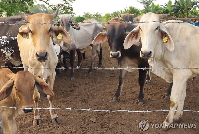 멕시코 치아파스 지역 농장의 소 [EPA 연합뉴스 자료사진. 재판매 및 DB 금지]