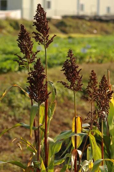 수수 사진 출처 : 나무위키