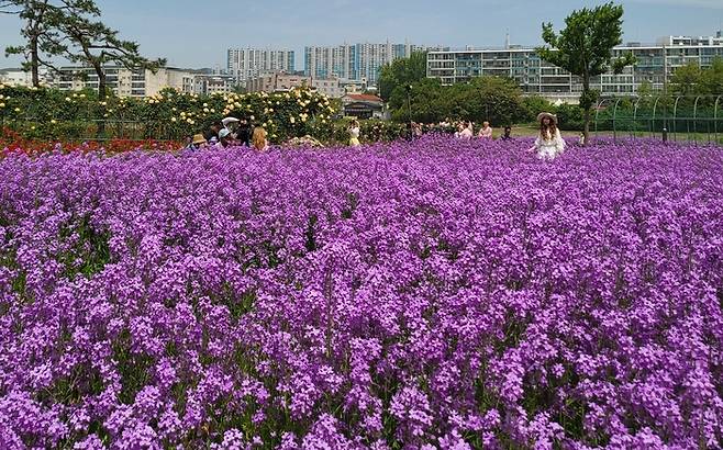 영천금호강변 공원에 조성된 보라 유채꽃밭 전경.<영천시 제공>