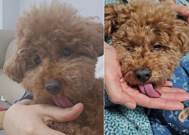 "누나 내 꺼! 침 발랐개"…느리게 핥는 강아지 '꼬야' (인스타그램 choe_koya 제공) ⓒ 뉴스1