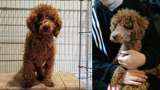 동물보호소에 있던 꼬야의 모습(왼쪽)과 입양 당시 모습(인스타그램 choe_koya 제공) ⓒ 뉴스1