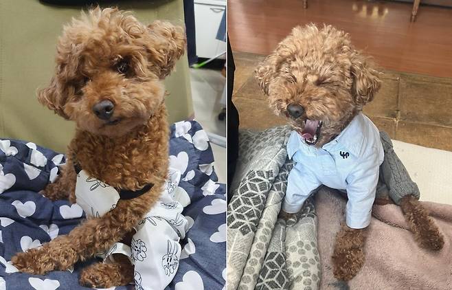 새침한 표정의 꼬야(왼쪽)와 하품하는 꼬야(인스타그램 choe_koya 제공) ⓒ 뉴스1