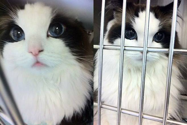 1000008443.jpg 세상에서 제일 예쁜 고양이 2마리 ㄷㄷ