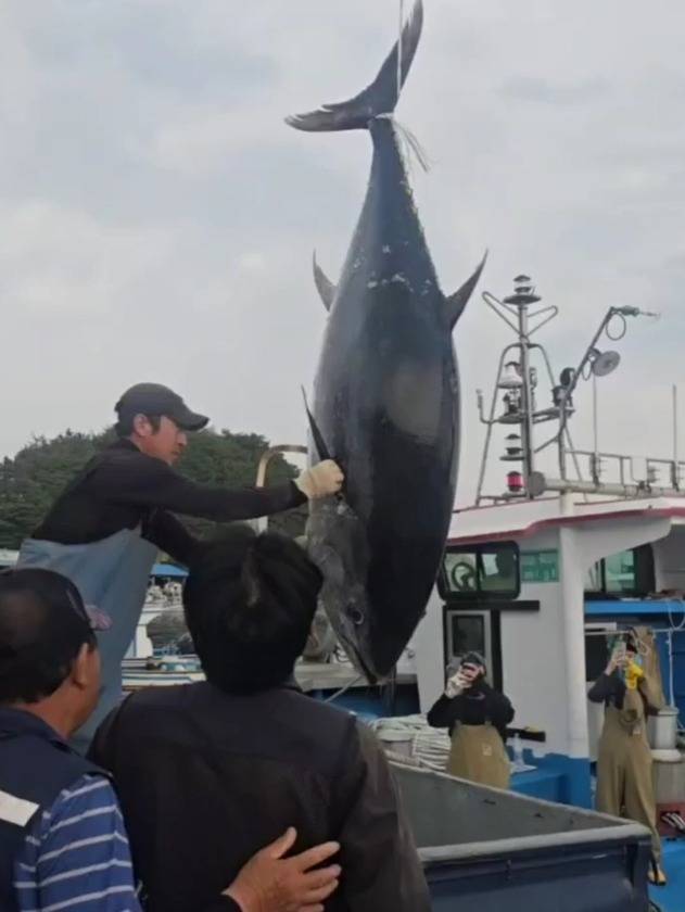 ▲ 8일 오전 최북단 고성 가진항에서 정치망에 잡힌 참다랑어를 위판장으로 옮기고 있다.