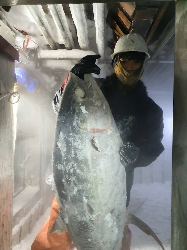 The work at sea was grueling and dangerous. During peak hauls, the 20-member crew had to transfer more than 30,000 tuna, each weighing around 50 kilograms, to the transport ship in a single day. Once, when a shark became tangled in the net, a crew member lost his hand, and Kim was the one who cared for him on board. He said he was simply grateful to have survived.  (Courtesy of Kim Yong-min)
