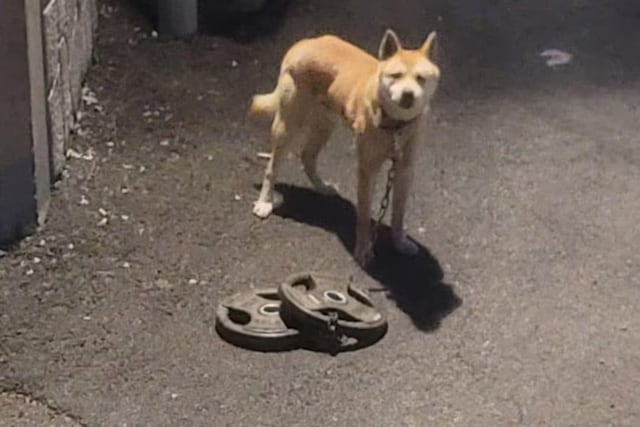 30㎏ 바벨 원판을 목에 걸고 골목을 헤매다 구조된 개. [사진 출처 = 너와함개냥]