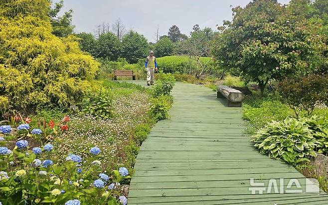 [제주=뉴시스] 임재영 기자 = 머들정원은 1만1000여㎡에 400여종의 식물이 자라고 있다. 조경전문가의 손길을 거쳐서 다양한 수종의 꽃과 나무가 자연스럽게 터를 잡았다. 2025.06.08. ijy788@newsis.com