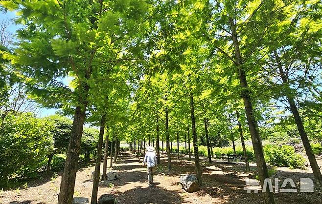[제주=뉴시스] 임재영 기자 = 가시림정원에는 팜파스그라스, 수국, 하귤나무, 애기동백나무 등이 군락으로 들어선 가운데 황금빛 메타세쿼이아 60여그루가 하늘을 향해 솟구치면서 자라고 있다. 2025.06.08. ijy788@newsis.com