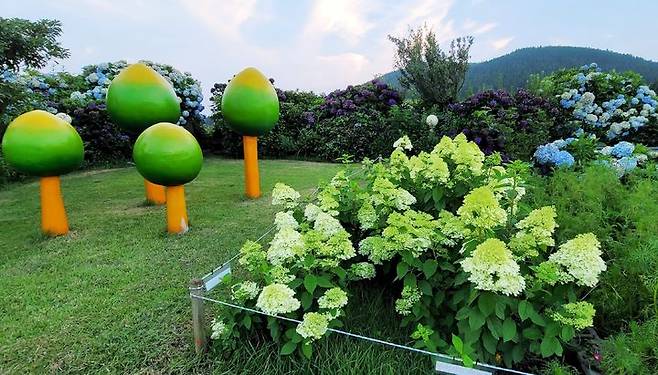 [제주=뉴시스] 사월의 꿩 정원에는 20년 이상인 수국이 많다. 강주남 대표가 여러 시행착오를 거치면서 현지 기상에 적합한 식물을 찾아낸 것이다. (사진=사월의 꿩 제공)  photo@newsis.com *재판매 및 DB 금지