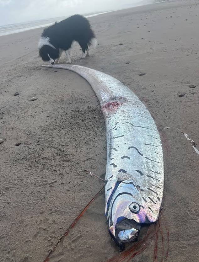 지난 2일(현지 시각) 호주 태즈메이니아 해변에서 발견된 길이 2.7m 대형 심해어. 데일리메일 캡처
