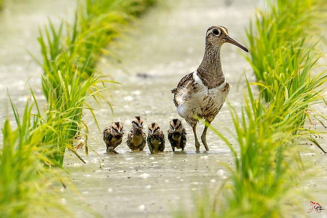 울주 남창들 거니는 호사도요 가족 [조현표 씨 제공. 재판매 및 DB 금지]