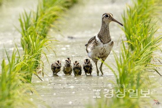 ▲ 울산 남창 들녘에서 관찰된 호사도요 가족의 이동 모습. 탐조활동가 조현표씨 제공