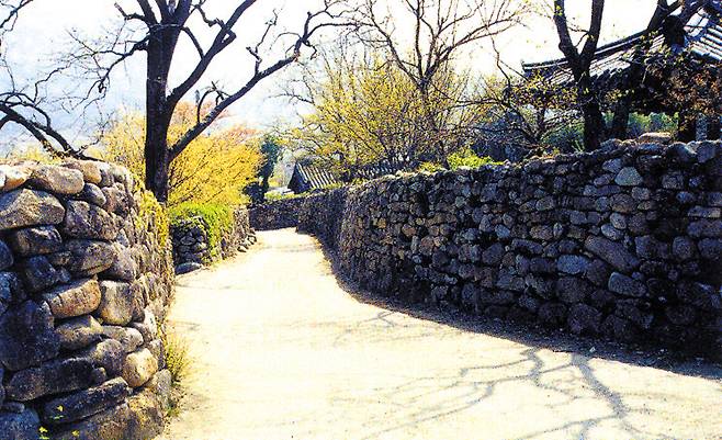 대율리 한밤마을은 돌담이 이어지는 독특한 풍광을 자랑한다./군위군 제공