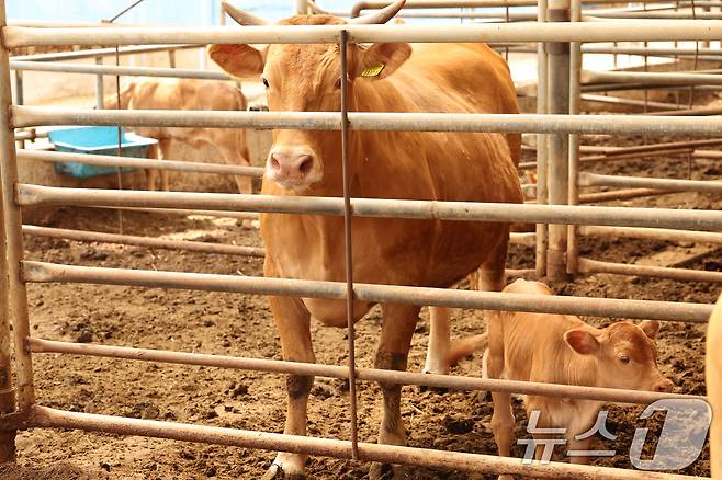 12일 전남 영암군 신북면 한 한우농가에서 소들이 축사를 거닐고 있다. 2024.6.12/뉴스1 ⓒ News1 김태성 기자
