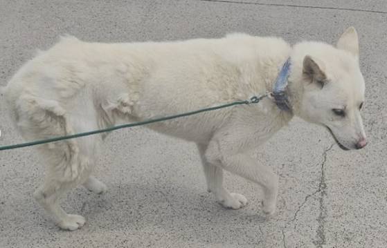 구조된 백구. 사진 행복이네 유기견 유기묘 보호소 인스타그램 캡처