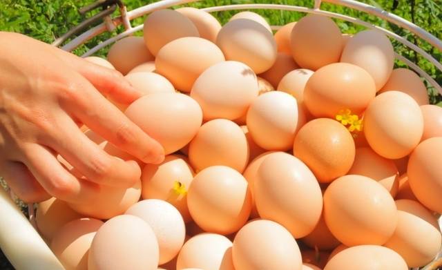 계란값이 4년만에 최고치를 기록하고 있다. 뉴시스