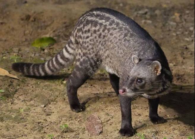 [서울=뉴시스] 사향고양이.(사진=미국 자연사박물관 엑스 옛 트위터 갈무리) *재판매 및 DB 금지