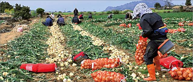 3월말 제주지역에서 인부들이 양파를 수확하고 있다. 전국양파생산자협회