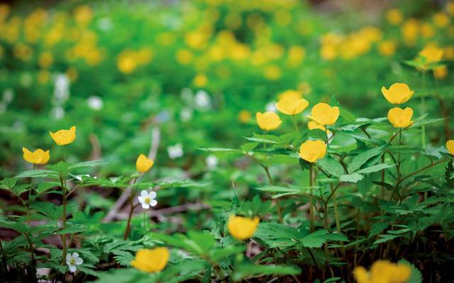 곰배령에 핀 야생화