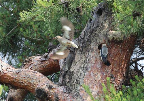 오색딱따구리 새 둥지 빼앗은 붉은부리찌르레기 [촬영 유형재]