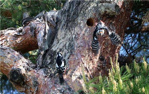 빼앗긴 둥지 인근에 다시 새 둥지 만든 오딱이  그러나 이 둥지는 다시 붉은부리찌르레기에 빼앗겼다.[촬영 유형재]