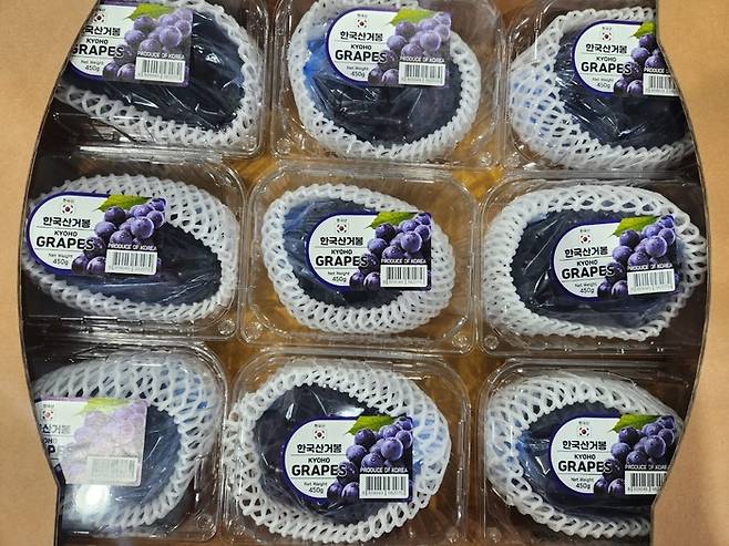 지난 9일 김천시 농업회사법인 ㈜자연농업 김천지점이 수확한 거봉을 올해 처음으로 말레이시아로 수출했다. 경북도 제공