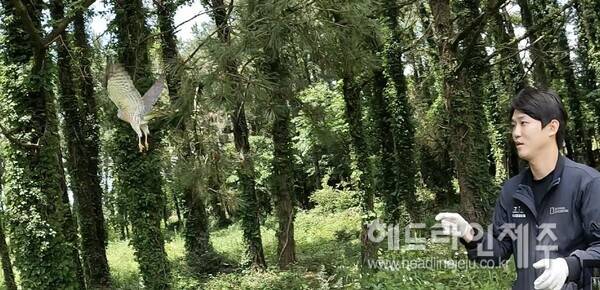 다시 날아가는 붉은배새매. (사진=제주야생동물구조센터)