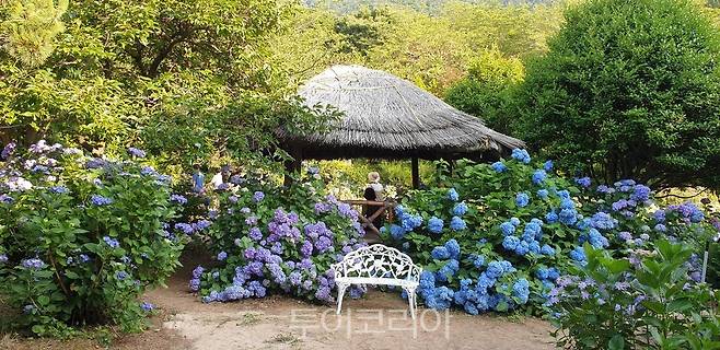 만화방초 수국 /사진-고성군