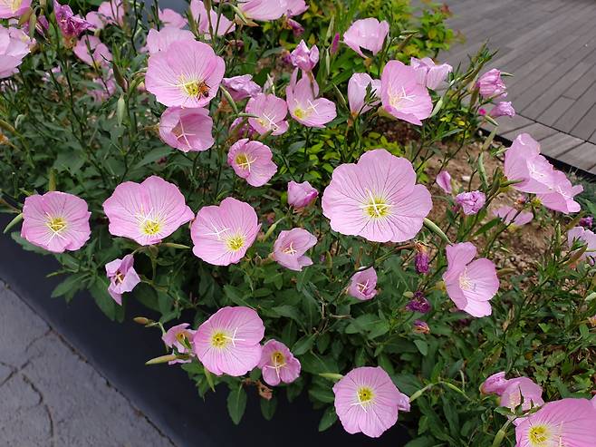 분홍낮달맞이꽃.