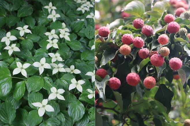 산딸나무 꽃과 열매.