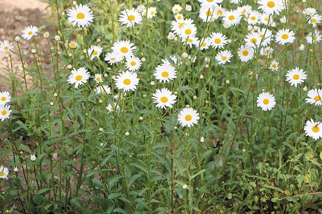 샤스타데이지는 여러 종류의 데이지(daisy·국화과의 꽃)를 교배한 서양 꽃으로 계란프라이 모양을 닮았어요. /김민철 기자