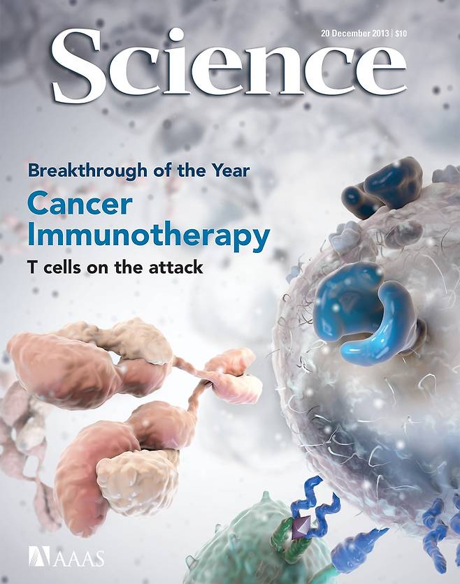 면역 항암제인 CAR-T세포는 2013년 사이언스지가 '올해의 연구 성과'로 선정했다. 회색 구형의 T세포에 암세포와 결합하는 파란색 '키메라 항원 수용체(CAR)' 단백질이 발현된 모습이다./Science