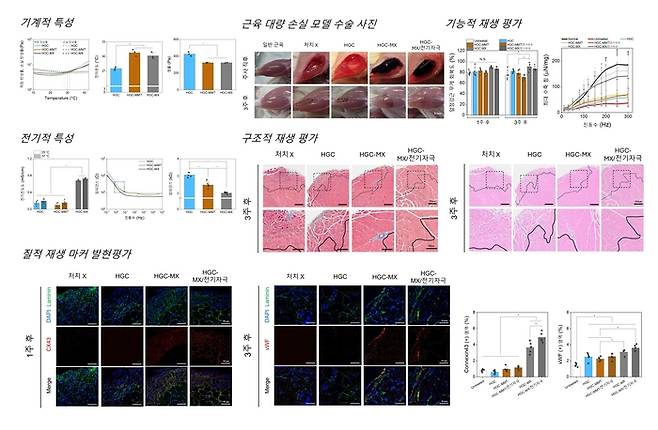 체온 범위에서의 졸-젤 전이, 향상된 전기적 특성 및 근육 재생 효과 평가.