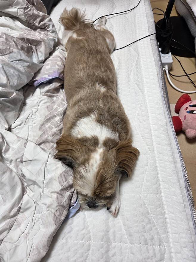 20250514_212045.jpg 우리집 개사료 누가 훔쳐갔어...ㅠㅠ